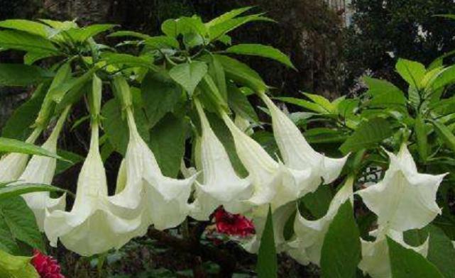 农村这种野草名叫“曼陀罗”农民看到就绕路走，现如今十分罕见