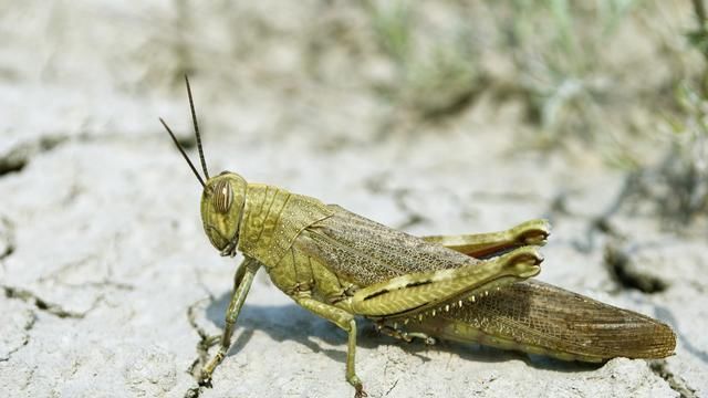  【西藏飞蝗】我国蝗虫研究史、蝗虫品种及蝗灾最新控制技术