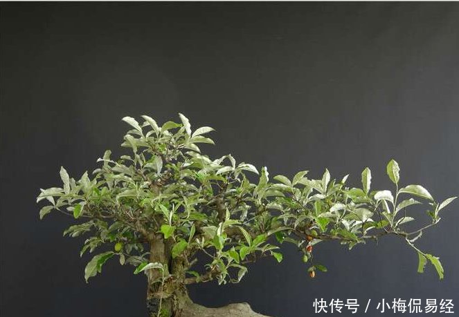 盆景艺术令人着迷，园艺中的珍品盆景的造型令人惊叹不已