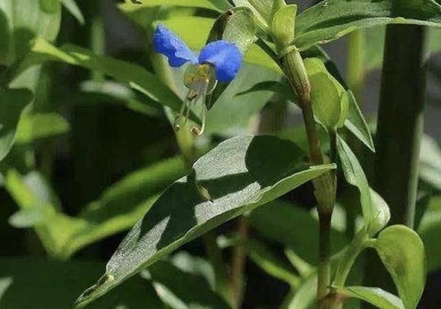  [植物]农村的1种“鸭跖草”，在春天长势快，花朵像“蝴蝶”，珍贵！