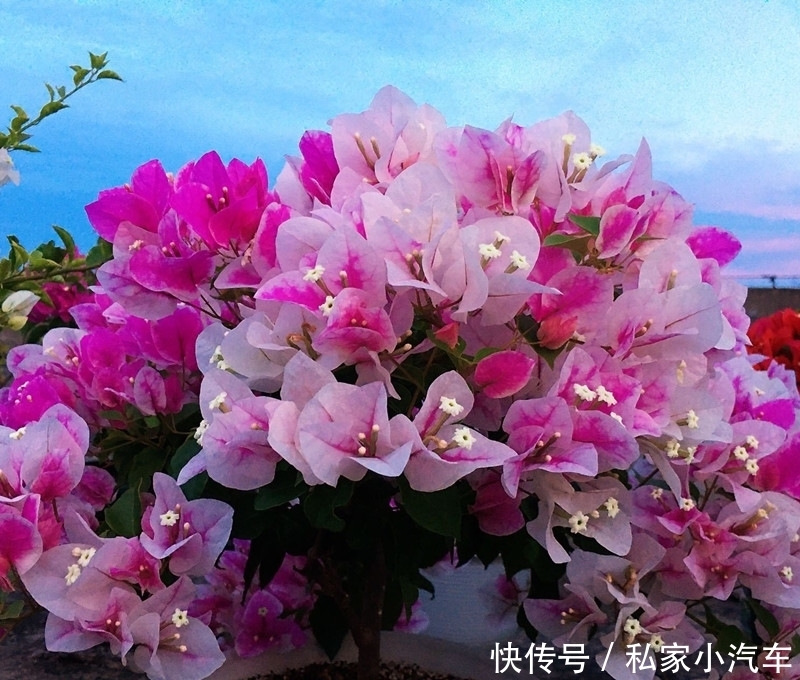  持久|三角梅开花后，3件事别做，花期才能持久