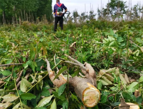  [收购]有人去农村收购“香椿皮”，价格高达60元一斤，为何这么