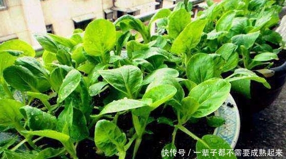  「适合」最适合用盆栽种植的蔬菜，种上一回，天天采摘！