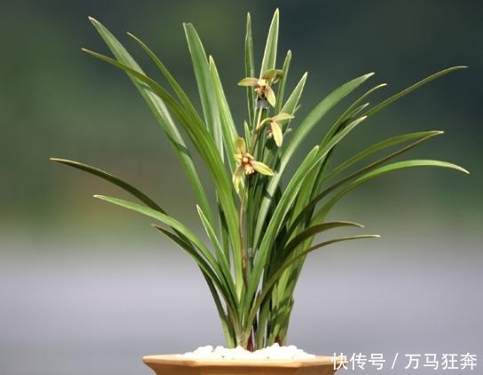 「香味」最好养护的小桃红,不但繁殖率高,还带有芬芳的香味
