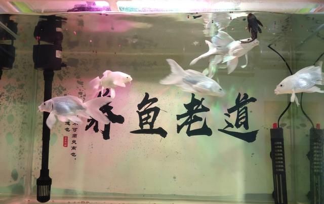  [观赏鱼]从自然养法到生化滤材养鱼，是一个递进关系，要依据实情去做分析