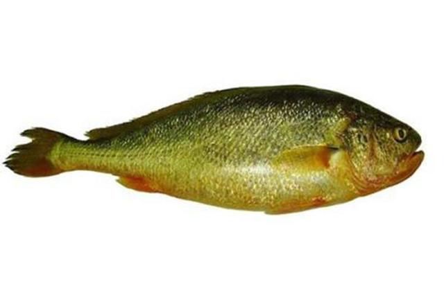  在海边■国内最贵的鱼，农民曾经吃到，如今却要几千元一斤