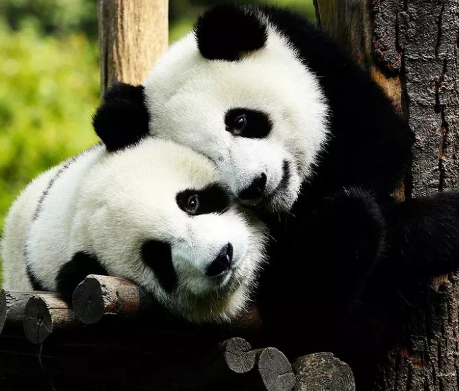 存活6万多年,全球总共38条,比大熊猫都珍贵,将面临着灭亡