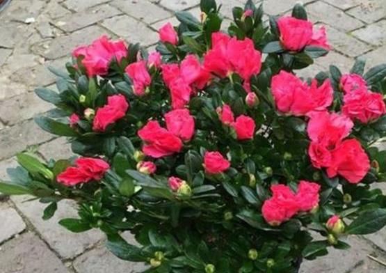  花开满■都说杜鹃花难养，4个养护妙招，不掉一片叶，花开满枝又旺盛