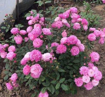 『盆栽』此花花朵易爆盆,全年有花赏,花香浓郁,是家庭盆栽佳品!