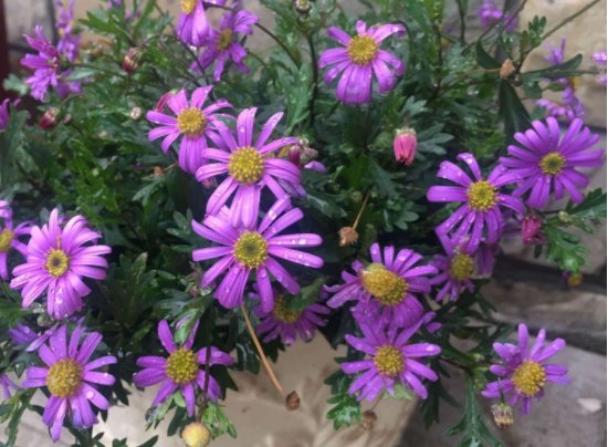  [观赏价值]此款花卉媲美玫瑰，花大色艳，观赏价值高，花型圆滚奇特惹人爱
