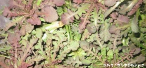  成了|在农村是野草，现如今成了“香饽饽”，城里能卖到10元一斤