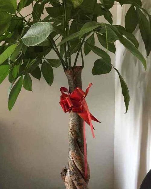  #种植#'人怕伤心，树怕伤根'，种植发财树有讲究，这样操作健壮发芽多