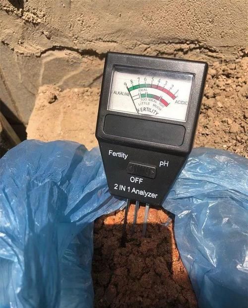  『图片作者』栀子茉莉千万别用这种土，养一盆死一盆！