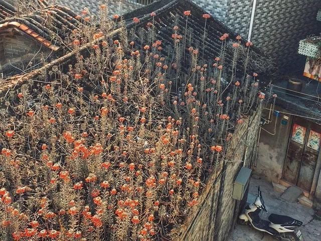  慎养■这花要慎养，每年砍掉3麻袋，照样蹭蹭长