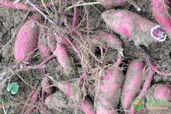  【红薯】一亩红薯的种植成本及利润（附种植技术）