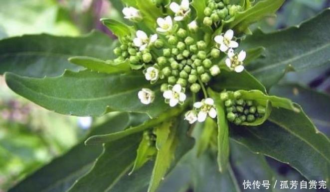 农村乡下的一种野草，50年前穷人“口粮”，如今市场价30元一斤