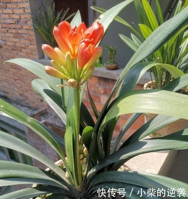  [花钱]农村大哥，专门挖这种土养花，不花钱开花真旺！