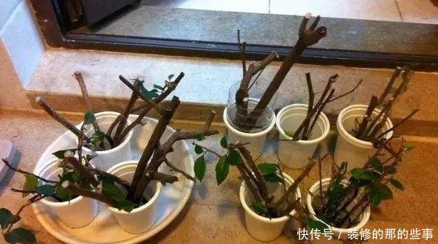 次水就行@阳台变花园,8种花现在养,半个月就爆满阳台,长的飞快花也多