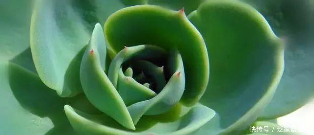  种植经验■多肉玉蝶养活不难，养美要下一番功夫