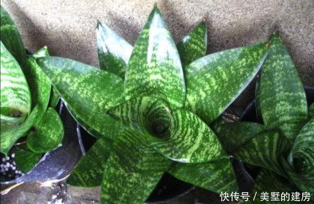  发软|室内养虎尾兰，叶子发软、暗淡无光，需加强4个方面的养护
