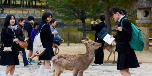 日本最'流氓'的动物究竟是什么?看到日本旅游的中国游客怎么说