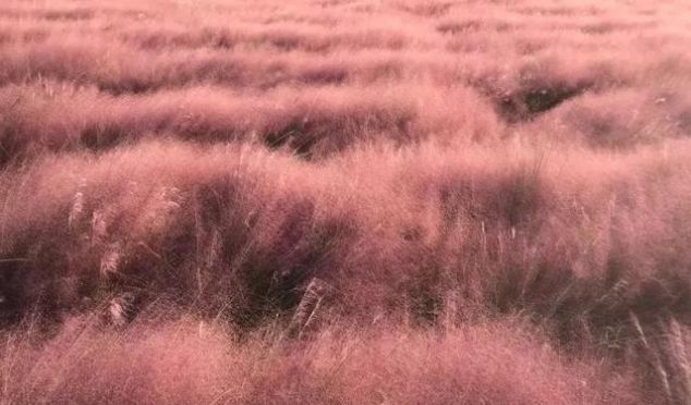 无长假不可怕!周末出发,前往广东的秘密花海!错过再等一年