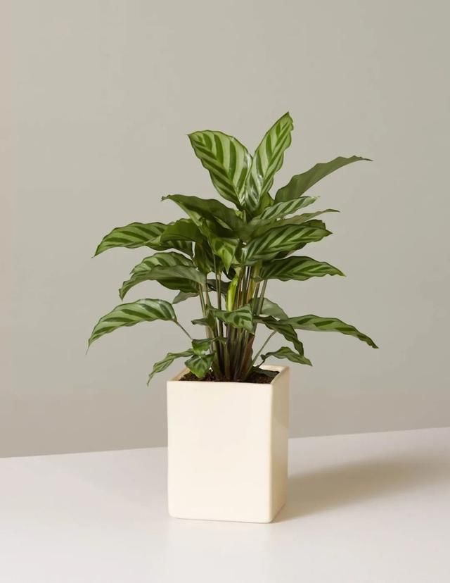  观叶：都把观赏竹芋养成观叶植物，除了斑斓的叶子，它还能开可爱的小花