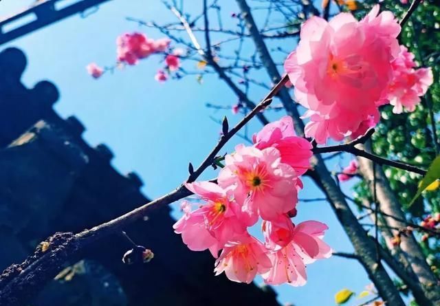 春天最美的十二个地方，你最想去哪个？