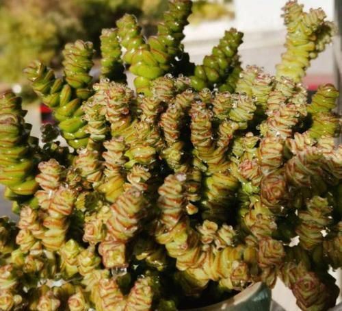  鸿运当头：10种招财花，越养越气派，家里有一盆好运连连！
