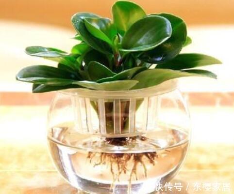 『豆瓣绿』给点水就能活的“3种花”,常年油绿,新手可养!