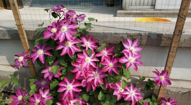  【品种】此款铁线莲花，开花早，花期长，花色美丽，养护容易，很值得拥有