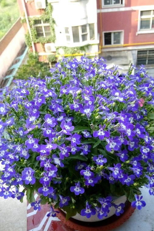 『盆栽』此款盆栽草花,花期很长,花多易爆盆,观赏价值高,还很好养护