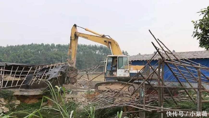 今年起，农村开启“禁养”模式，专家表示支持，农民的话很戳心！