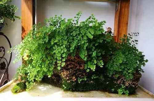  「最适合」盆栽浇水就死，试试这些“喜水”植物，再也不用担心浇花浇死了