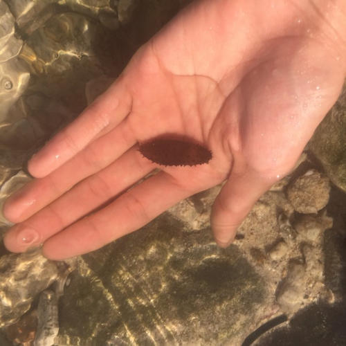 水清沙白的他乡——三亚。