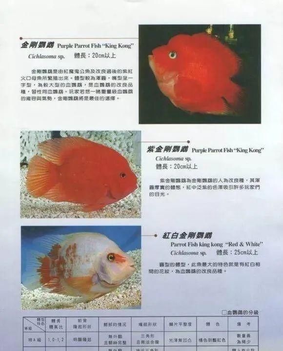  #水族市场上#美洲慈鲷之美，您细品