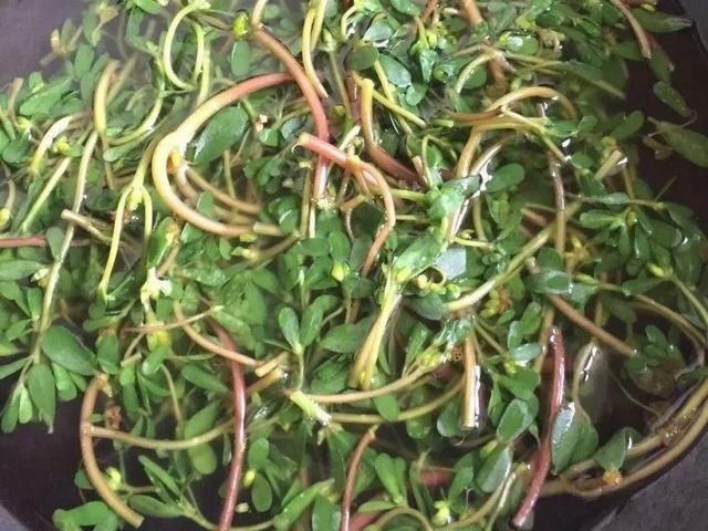  [黄花酢浆草]花盆里长出蘑菇，马上拔干净，否则就是大祸害！