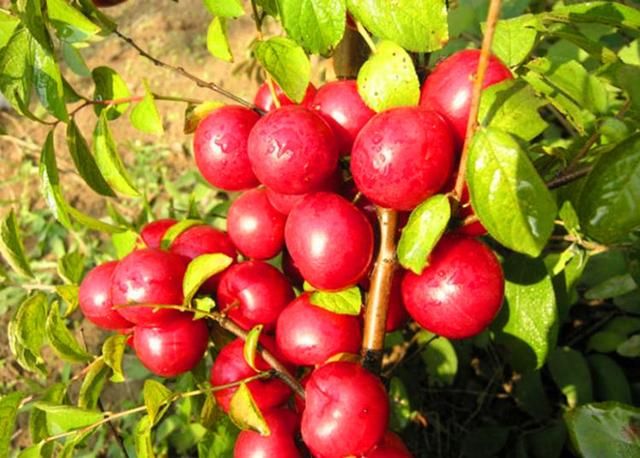 农村这种野果才是“补钙之王”，它的全身都是宝，目前卖到40一斤