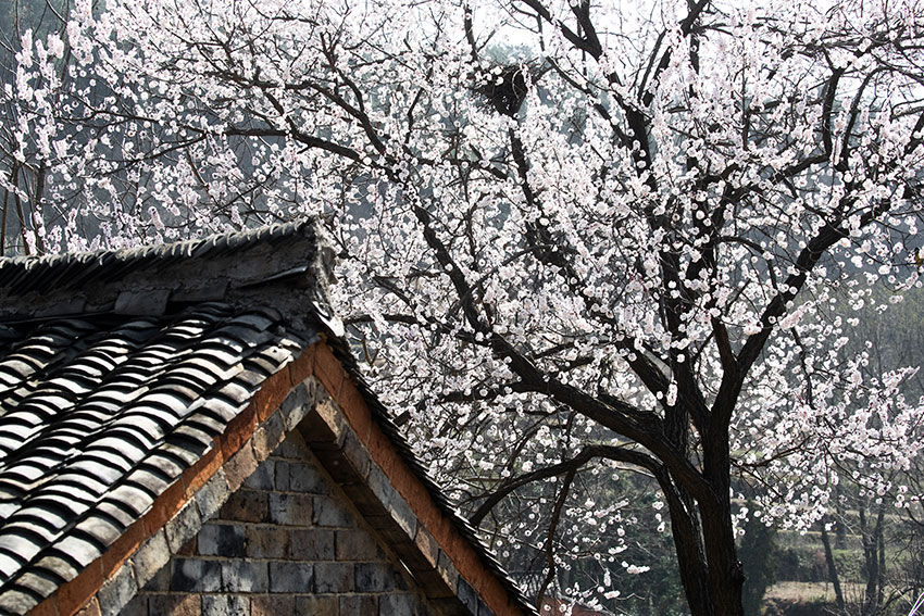 大别山区有个古朴而秀美的地方，借问此地在何处，牧童遥指杏花村