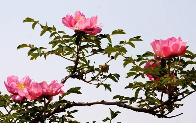  『牡丹』大美临洮：美丽初夏，静待紫斑牡丹盛开