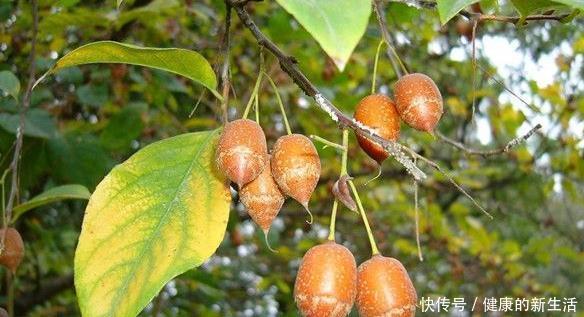  『国家』这种树是江苏特有，果实像秤砣，是国家保护植物，很多人都没见过