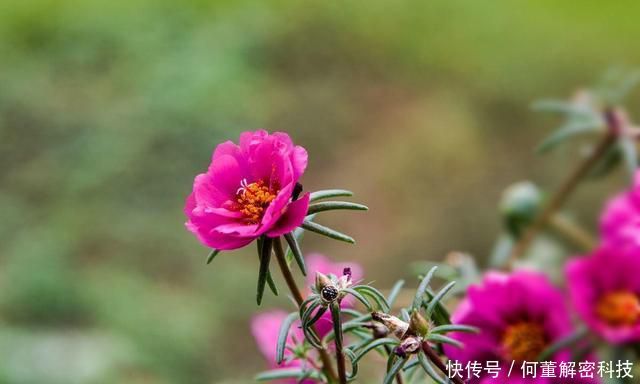  『就可以』太阳花到了生长旺期，注意这几点，花期提前还能爆盆