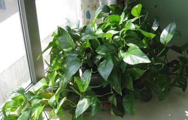  绿萝|养了2年绿萝，没有半点长大的迹象，灌点“这溶液”，疯长不止！