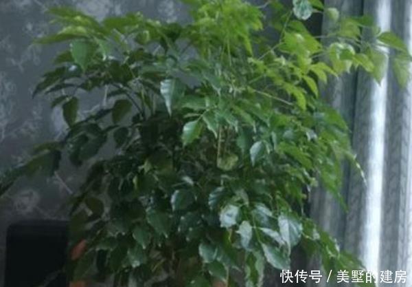  【乱养】客厅别乱养“花”，这3种树，招财“杀菌”还能吸甲醛，比绿萝强