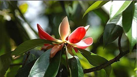  [发现]四川发现稀有树，名叫“红花木莲”，一般人没见过，更不