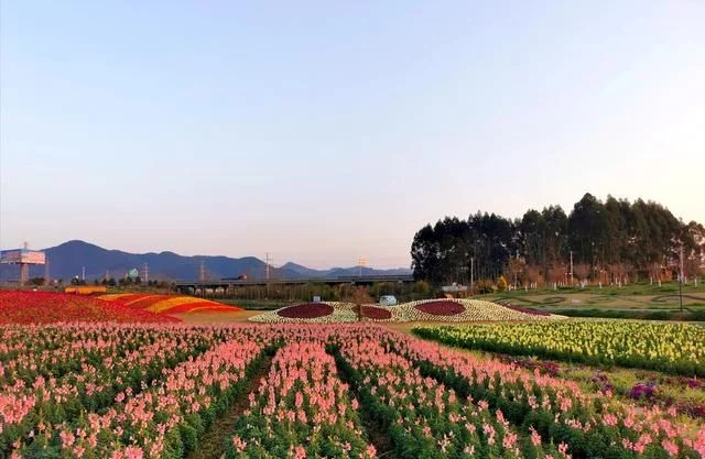 赏花踏青正当时 蓉城首届花朝季来了【2020热门旅游景点】