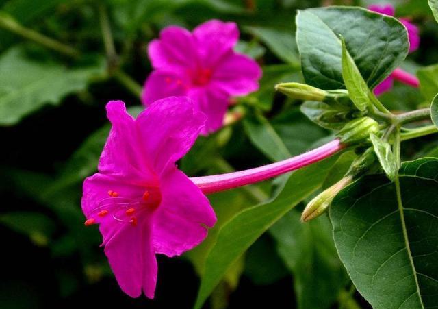  『能力』3种花名字土的像野菜，开花能力却很强，花大色艳数量多，好养活