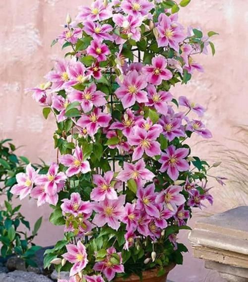  「粉嫩」4种花是爆盆能手，花开繁盛花香怡人，花朵粉嫩丰腴