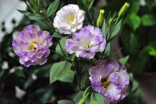  『就样』新手就样这几朵小花，全年花开不断，一开满屋飘香，花色惊艳清新