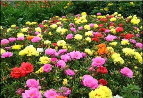  【观赏价值】家有小院，养几种“不死花”，年年不用管，花开绚烂，延绵不断
